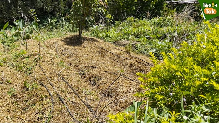 पीपल फार्म में सब्जी के खेत. फोटो क्रेडिट-किसान तक