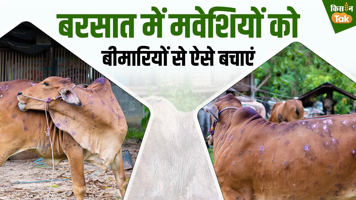 Cattle Disease: बरसात में दुधारू पशु हो जाते हैं बीमार, बचाव के ल‍िए ये उपाय अपनाएं पशुपालक