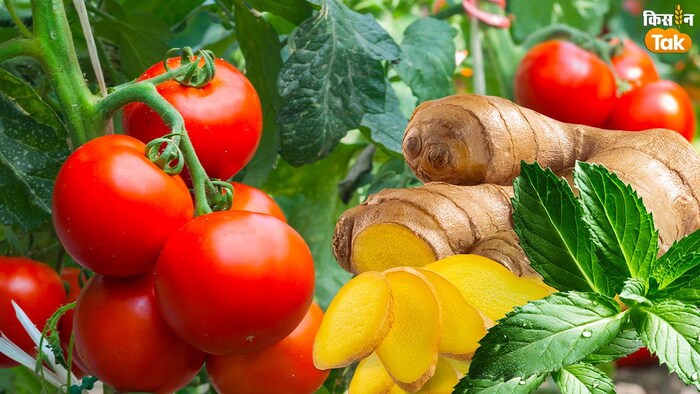 नेपाल जाकर टमाटर खरीद रहे हैं उत्तराखंड के दो जिलों के लोग