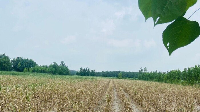 उत्तराखंड में बाढ़ से गन्ना फसल को भारी नुकसान