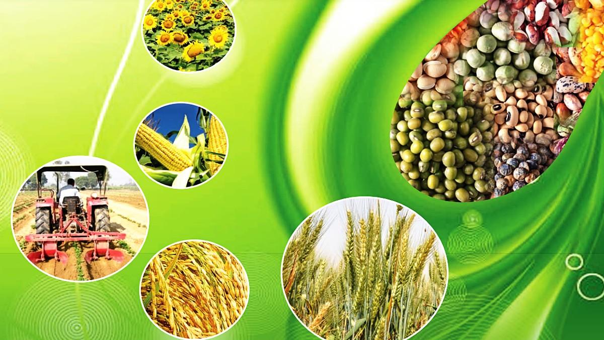 गेहूं के बाद चावल एक्सपोर्ट पर क्यों लगा बैन (Photo-Ministry of Agriculture).