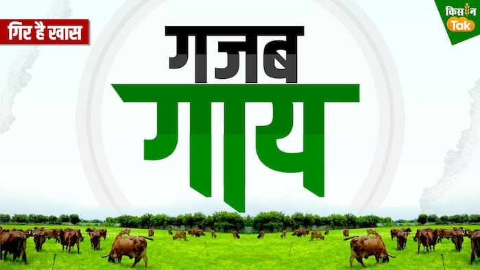 गिर गाय पालन में है मोटी कमाई