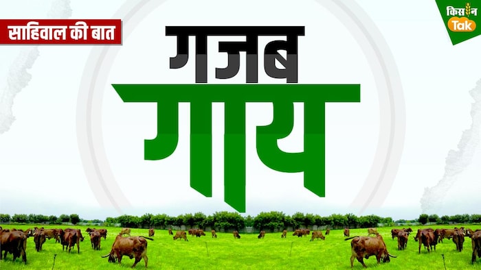 साहीवाल गाय की खासियत