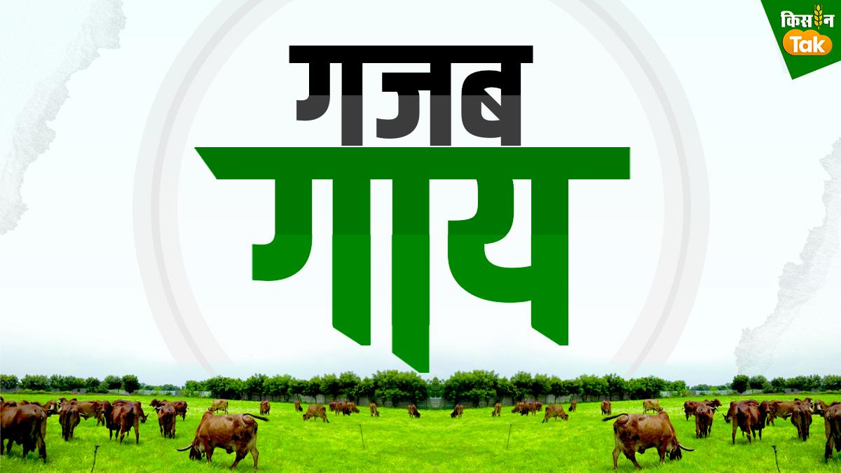 बद्री गाय की पहचान और खूबियां, सांकेतिक तस्वीर