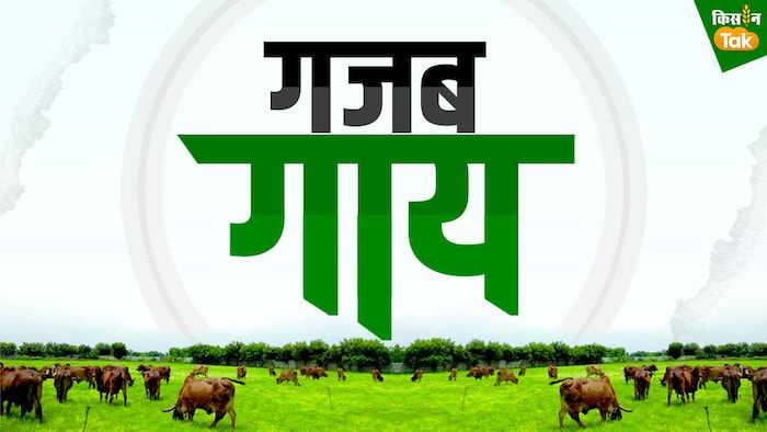 लाल सिंधी गाय की पहचान और विशेषताएं