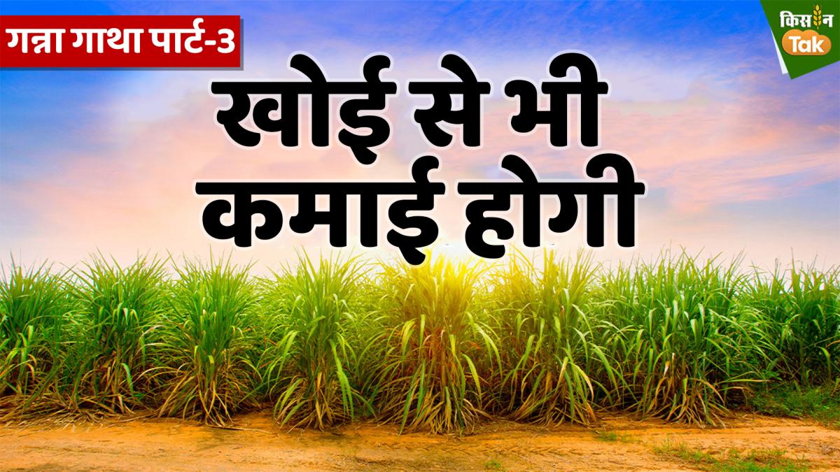 Sugarcane Part-3: पर्यावरण और कमाई दोनों ही नजरिए से कैसे बेहतर है गन्ने की खोई? जानिए पूरी डिटेल