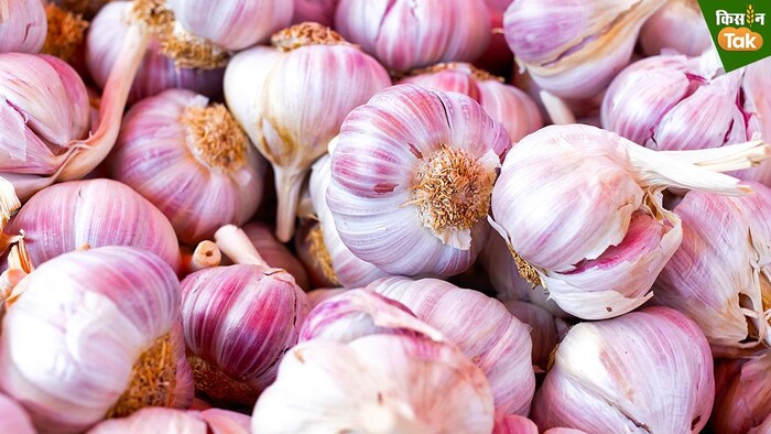 आखिर क्यों बढ़ा लहसुन का दाम (Photo-Kisan Tak).