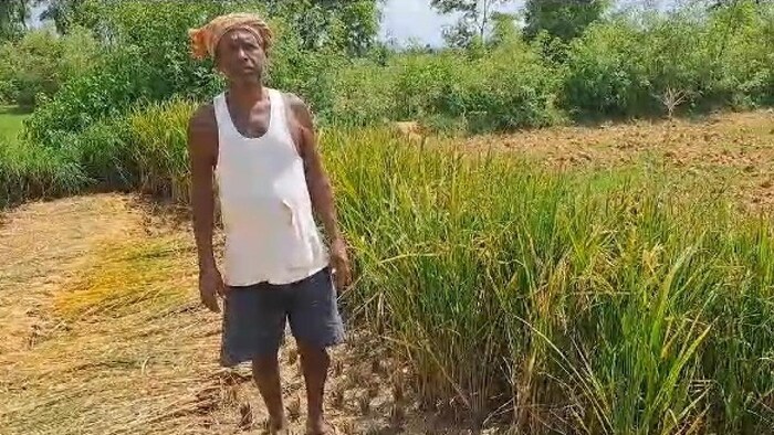 देश में अब तक तीन फीसद अधिक बारिश दर्ज की गई है