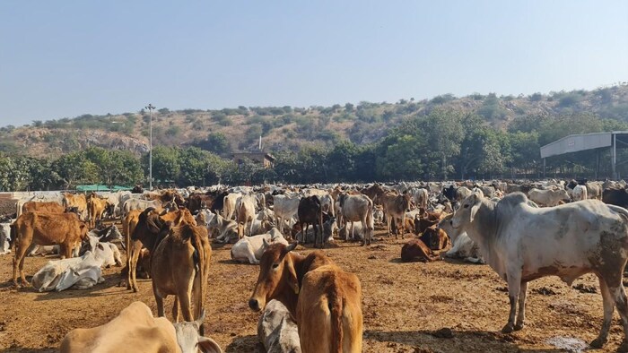 गौशाला में खड़ी देसी गाय. फोटो क्रेडिट- किसान तक