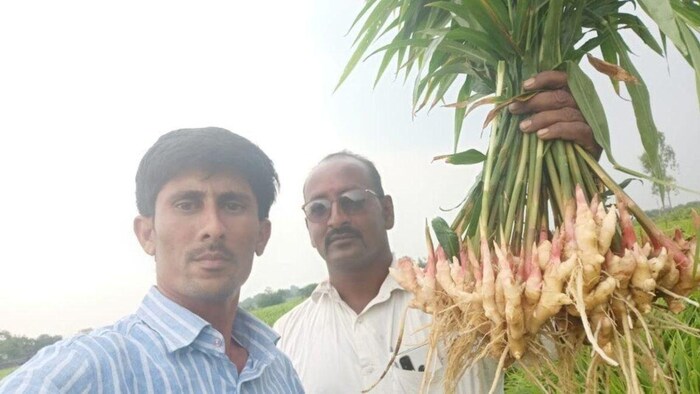 किसानों को अदरक का मिल रहा हैं रेकॉर्ड रेट