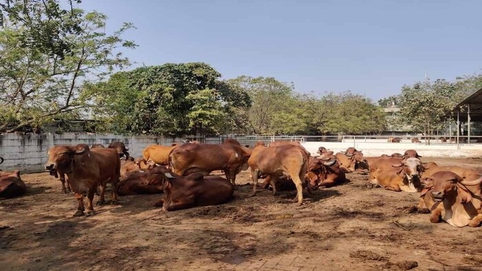 गौशाला में घूमती गिर गाय. फोटो क्रेडिट-किसान तक