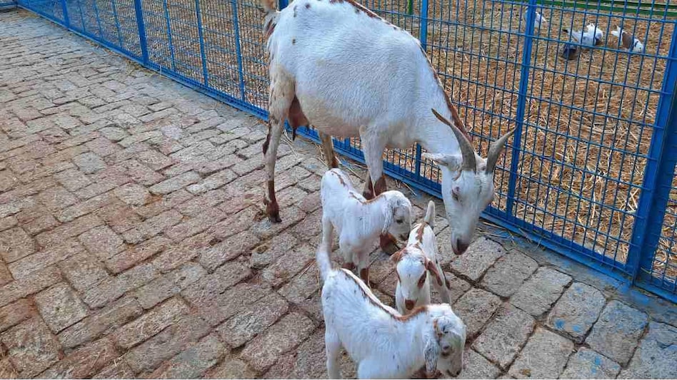 Goat Farming: बरसात में बकरियों को बीमारी से बचाने को लगवाएं ये टीके, देखें चार्ट  Goat Farming: बरसात में बकरियों को बीमारी से बचाने को लगवाएं ये टीके, देखें चार्ट
