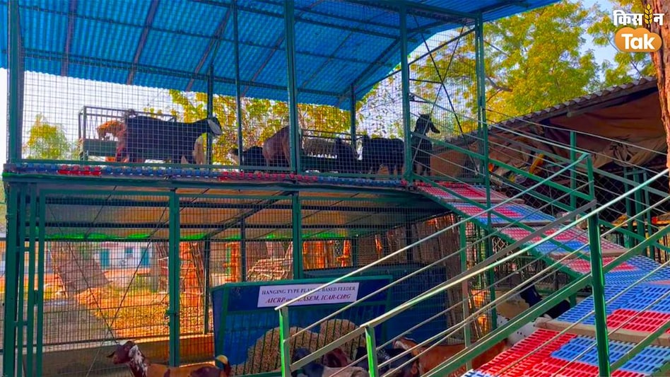 Goat Farming: बकरियों को जलभराव से बचाते हैं रेडीमेड दो मंजिला मकान, जानें कीमत और फायदे  Goat Farming: बकरियों को जलभराव से बचाते हैं रेडीमेड दो मंजिला मकान, जानें कीमत और फायदे