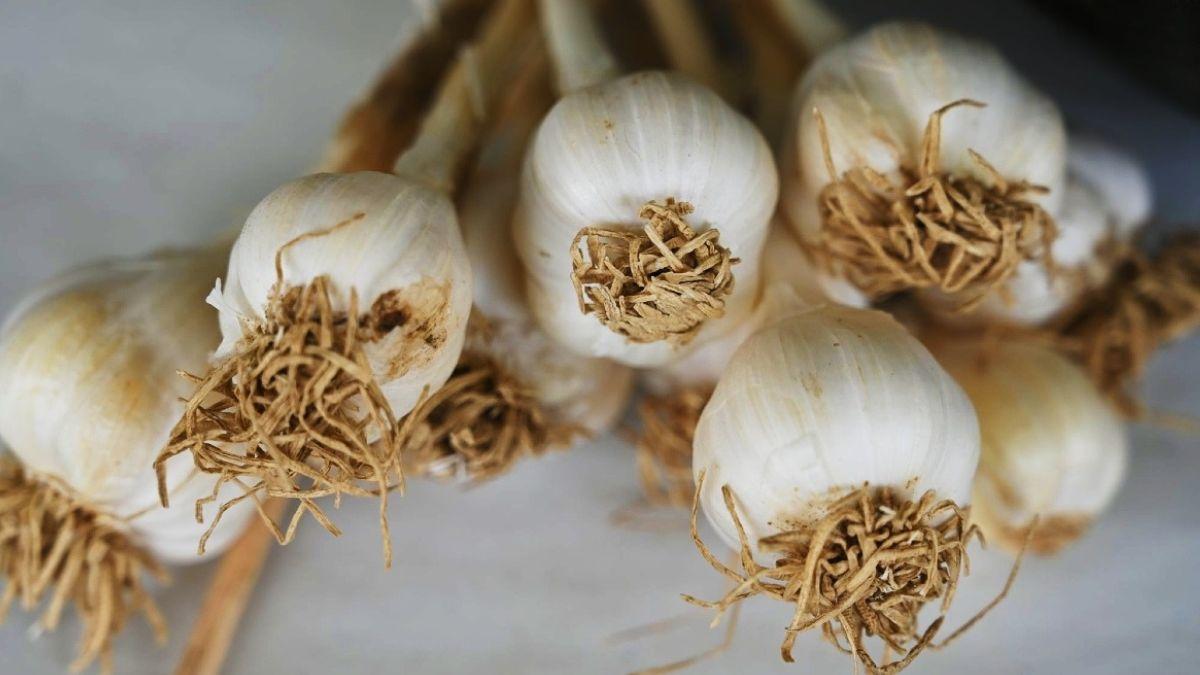 Garlic Price Hike: लहसुन के दाम में भारी उछाल, 150 रुपये क‍िलो तक पहुंचा रेट, जान‍िए क्या है वजह? 