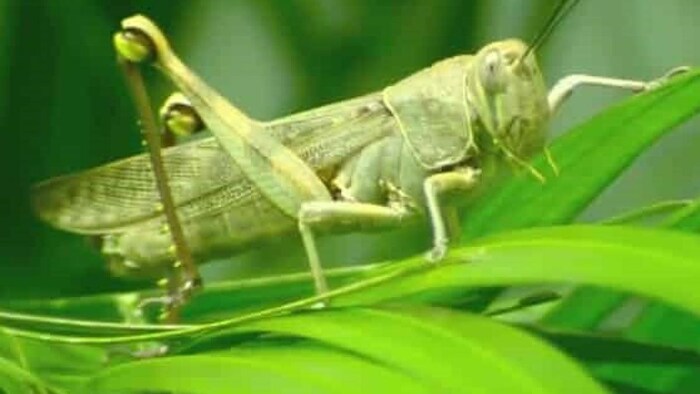 खरीफ फसलों में फड़का कीट लगने की संभावना.