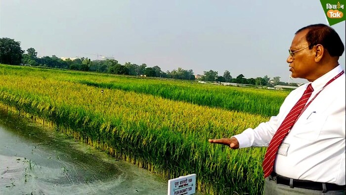 हर्बिसाइड टॉलरेंट बासमती धान का खेत दिखाते डॉ. अशोक कुमार सिंह (Photo-Kisan Tak).