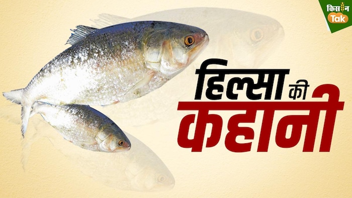 बांग्लादेश में होती है सबसे ज्यादा हिलसा मछली