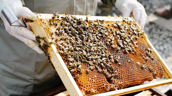 मधुमक्खी पालकों को मिलेगी किट और ट्रेनिंग. फोटो- Kisan Tak