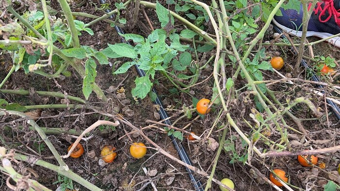 महंगे होते टमाटर में किसानों को कोई लाभ नहीं हो रहा है. फोटो- Madhav Sharma