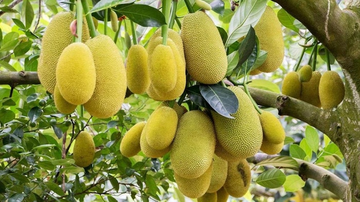 कटहल की इन किस्मों से किसान कमा सकते हैं बंपर मुनाफा