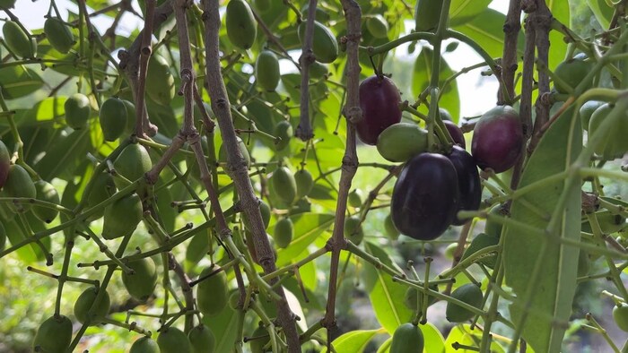 फलों और मसालों के बगीचे लगाने पर मिलेगी सब्सिडी. फोटो- Madhav Sharma