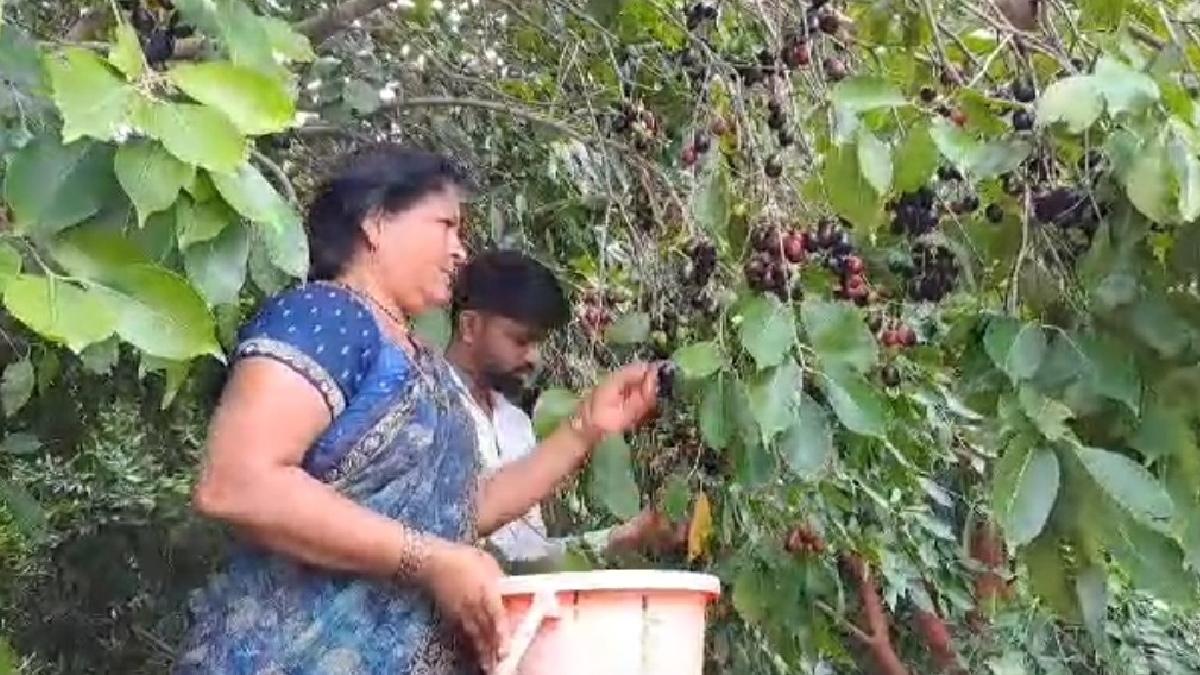 पुणे के किसान की अनूठी पहल, अमेजॉन पर जामुन बेचकर कमाया लाखों रुपये का मुनाफा