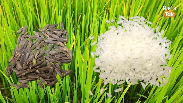 पूर्वांचल की नई पहवान बनकर उभर रहा है काला नमक चावल (Photo-Om Prakash).