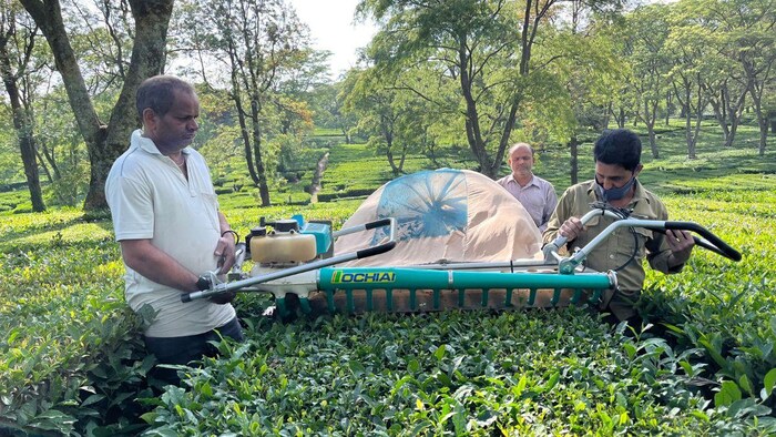 पालमपुर में कांगड़ा टी के बाग. फोटो क्रेडिट-किसान तक