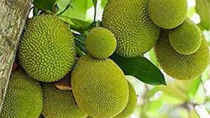 कटहल की खेती पर बंपर सब्सिडी दे रही बिहार सरकार