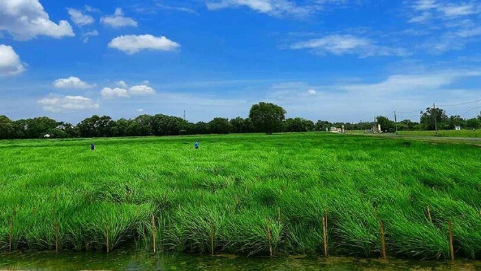 खरीफ फसलों की 67 फीसदी बुवाई हो चुकी है (Photo-Pusa).