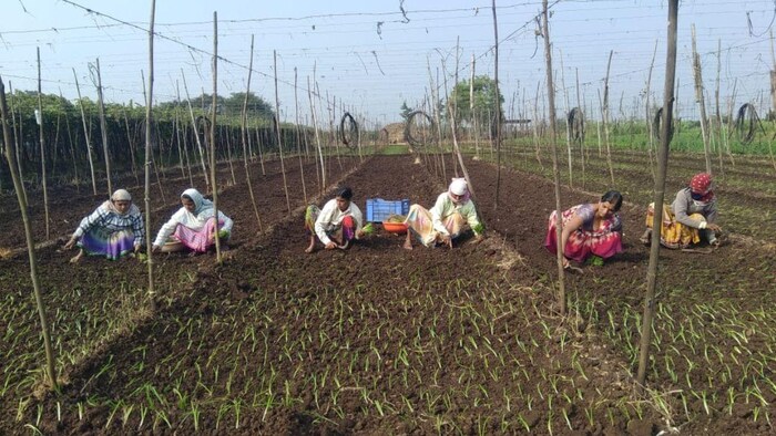 किसानों ने शुरू की खरीफ सीजन के फसलों की बुवाई