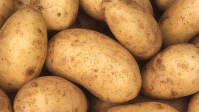 80 दिन में तैयार होता है कुफरी सिंदूरी आलू