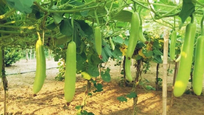 लौकी की खेती से किसान कमा सकते हैं अच्छा मुनाफा