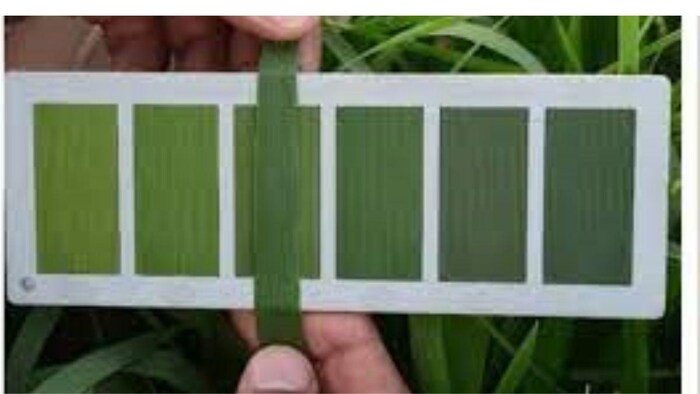 लीफ कलरचार्ट के जरिए धान की फसल को जरूरत मुताबिक यूरिया प्रबंधन के लिए किया जाता है