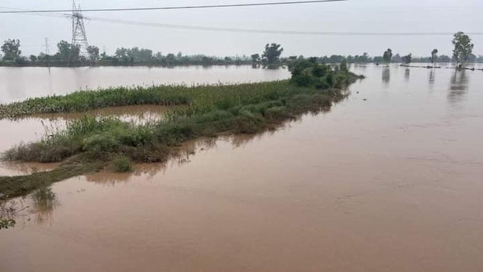 बारिश में हुई फसल बर्बाद का सरकार देगी मुआवजा