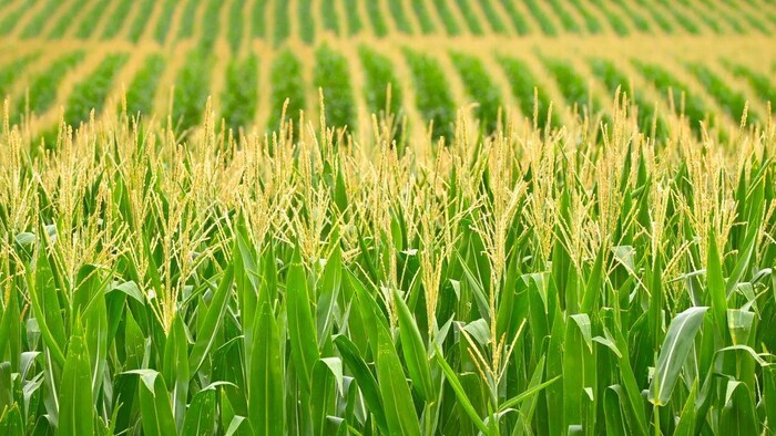 मक्के की फसल को कीटों से बचाने के उपाय