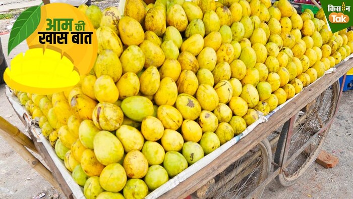 मशहूर आम वैज्ञानिक डॉ. शैलेंद्र राजन ने बंगनपल्ली को बताया आमों का राजा (Photo-Kisan Tak). )