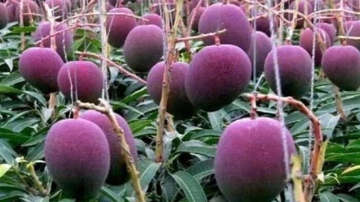 इस आम का दाम है 3 लाख रुपये किलो