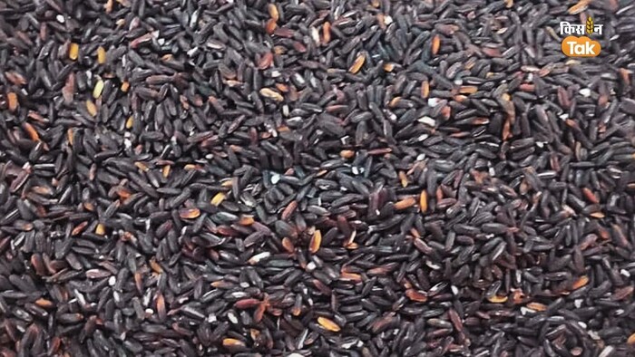 जानिए मणिपुर के काले चावल की क्या है खासियत-(Photo-Kisan Tak)