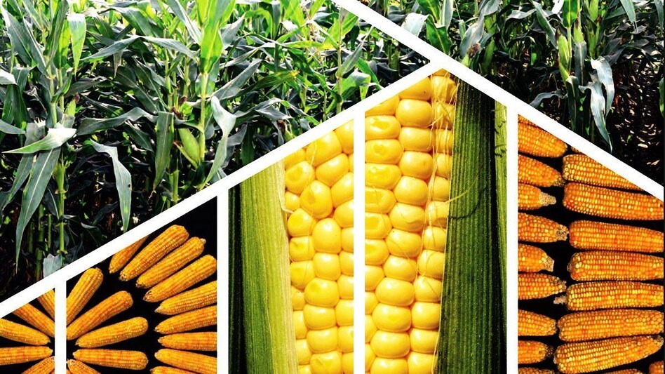 Maize variety: सिर्फ 87 दिन में 86 क्विंटल पैदावार देगी मक्के की ये किस्म, जानिए इसकी खास बातें Maize variety: सिर्फ 87 दिन में 86 क्विंटल पैदावार देगी मक्के की ये किस्म, जानिए इसकी खास बातें