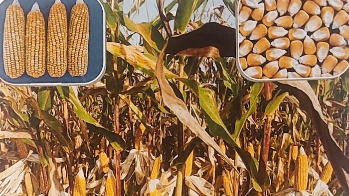 इंसानों के लिए क्यों खास है क्वालिटी प्रोटीन मक्का (Photo-Kisan Tak).