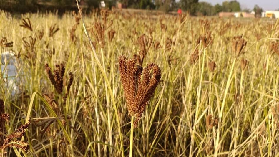 इस खरीफ सीजन धान से आगे निकली मिलेट की बुआई, इन फसलों का घट गया रकबा इस खरीफ सीजन धान से आगे निकली मिलेट की बुआई, इन फसलों का घट गया रकबा