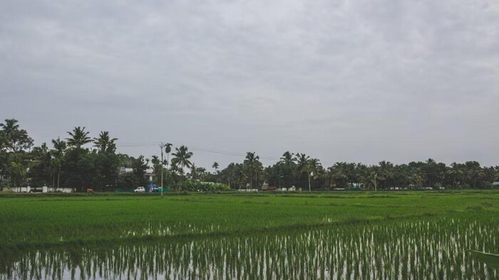यूपी में माॅनसून की बारिश के साथ ही खरीफ की मुख्य फसल धान की बुआई शुरू हुई, फोटो: साभार फ्रीपिक