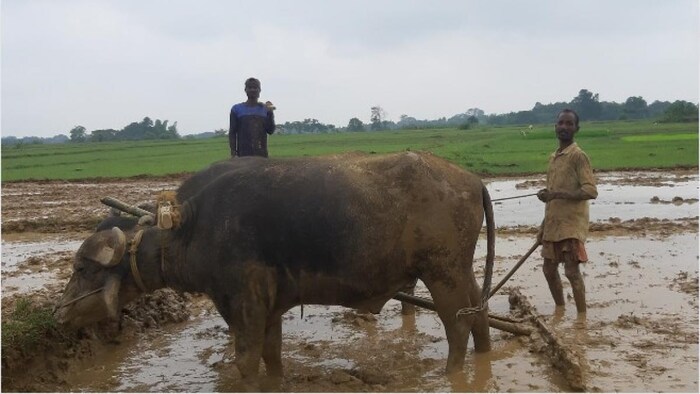 झारखंड में मॉनसून की बेरूखी फोटोः किसान तक