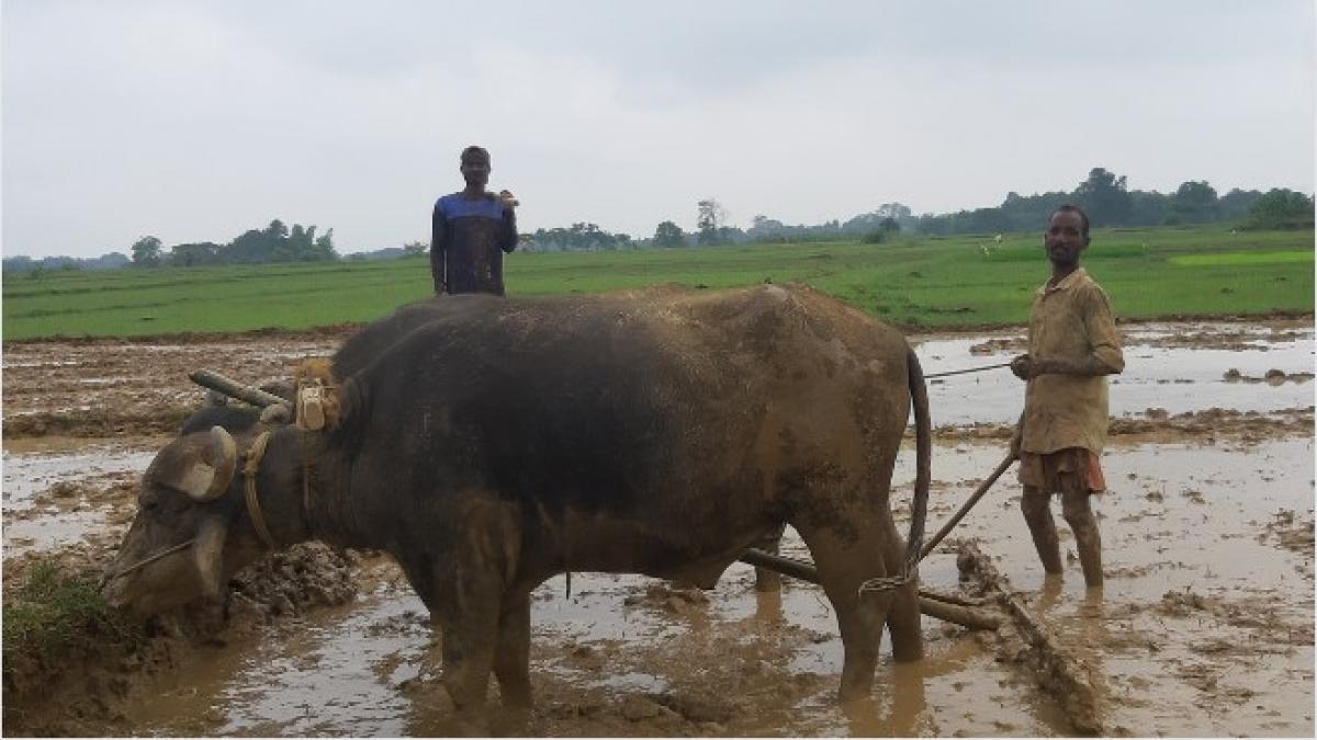 झारखंड में अब तक कमजोर रहा मॉनसून फाइल फोटोः किसान तक