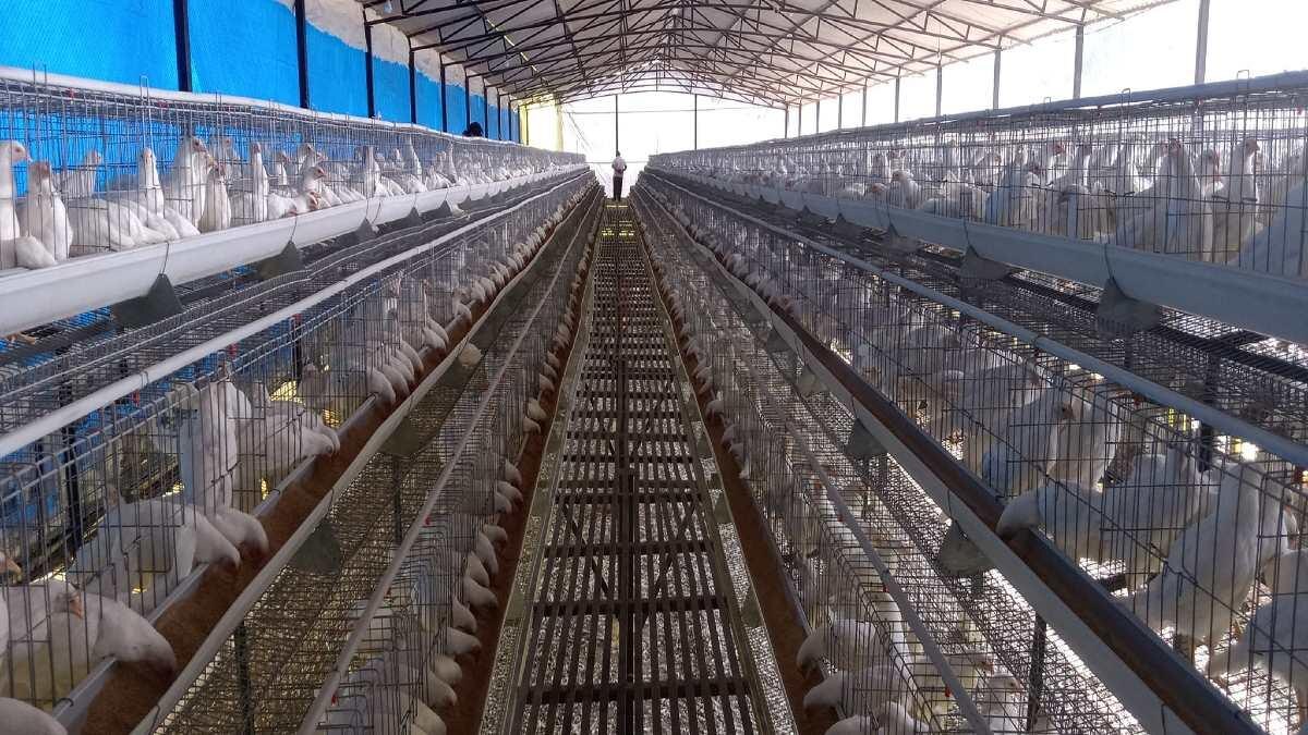 Chicken: चिकन की 80 फीसद तक घट गई बिक्री, 30 रुपये तक रेट भी हुए कम, जानें वजह