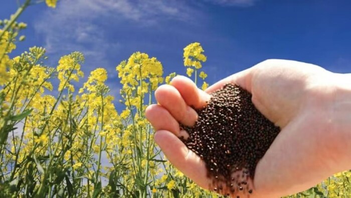 राजस्थान सरकार ने सरसों खरीद सीमा 10 दिन बढ़ाई है. फोटो- Kisan Tak