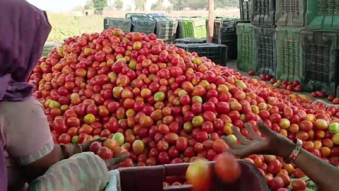 किसान के घर से 400 किलो टमाटर की हुई चोरी