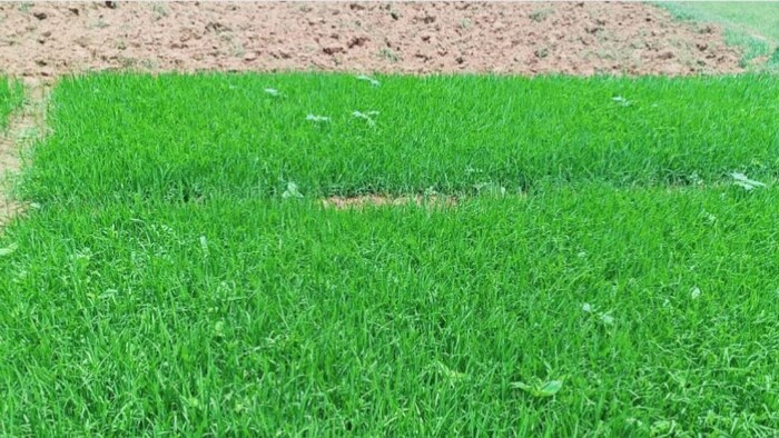 ओडिशा में खरीफ फसलों के रकबे में सुधार की उम्मीद फोटोः किसान तक