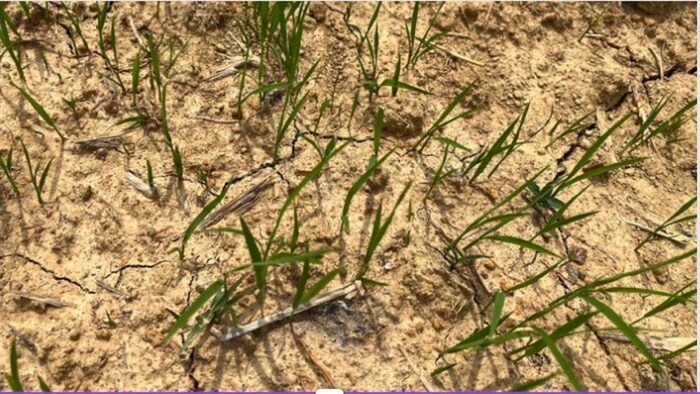 पानी की कमी के कारण सूख रहा बिचड़ा फोटोः किसान तक